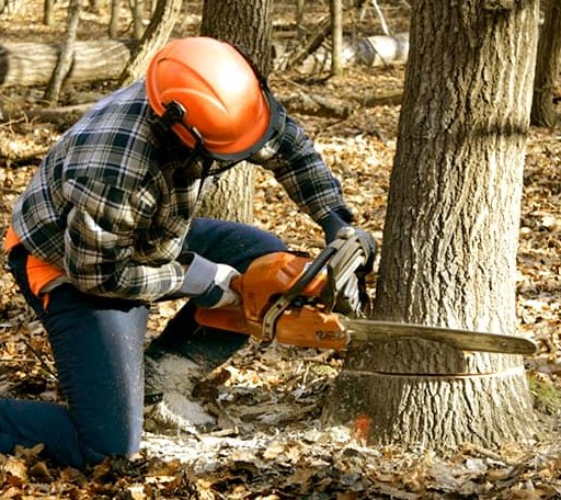Tree Removal in Keenes, IL